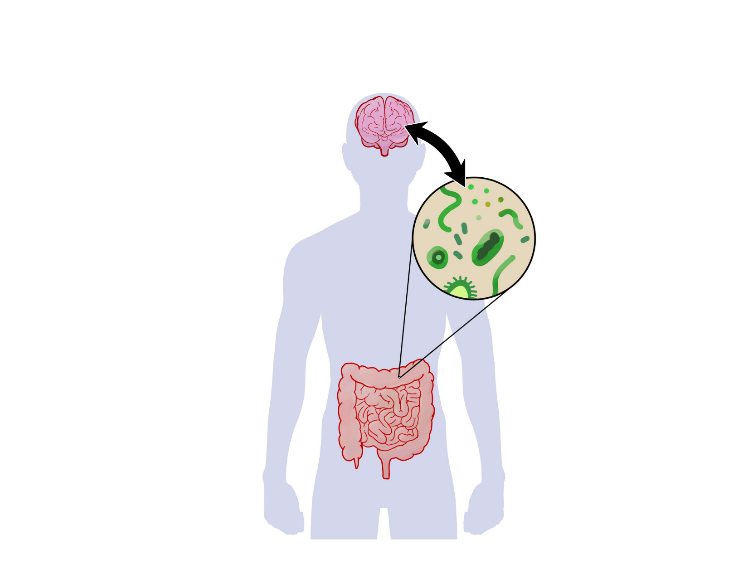 میکروبیوم روده و سلامت روان 