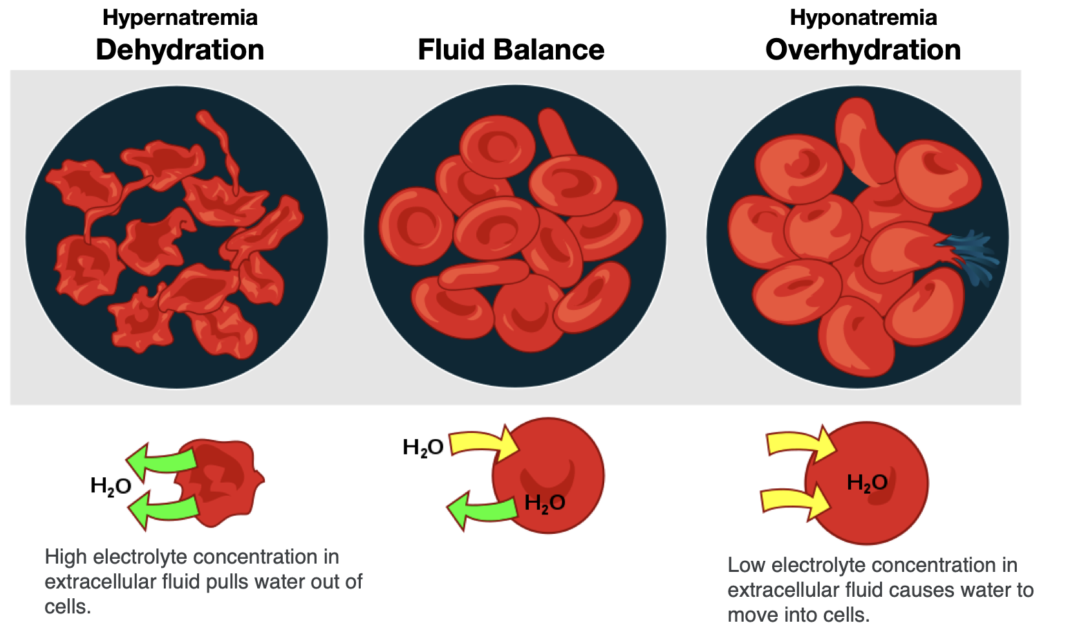 تأثیر کم آبی بر آزمایش خون