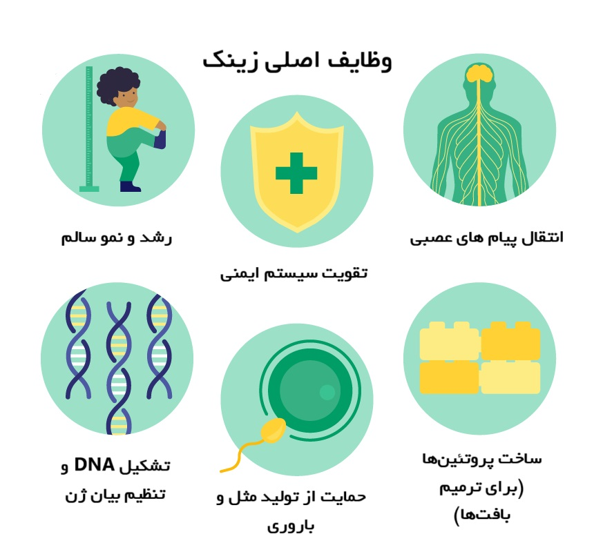 اهمیت زینک در بدن