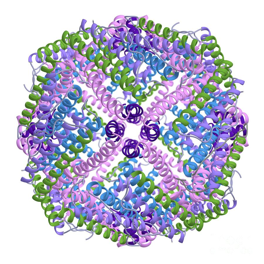 میزان نرمال فریتین در زنان