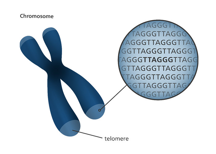 تلومر چیست ؟