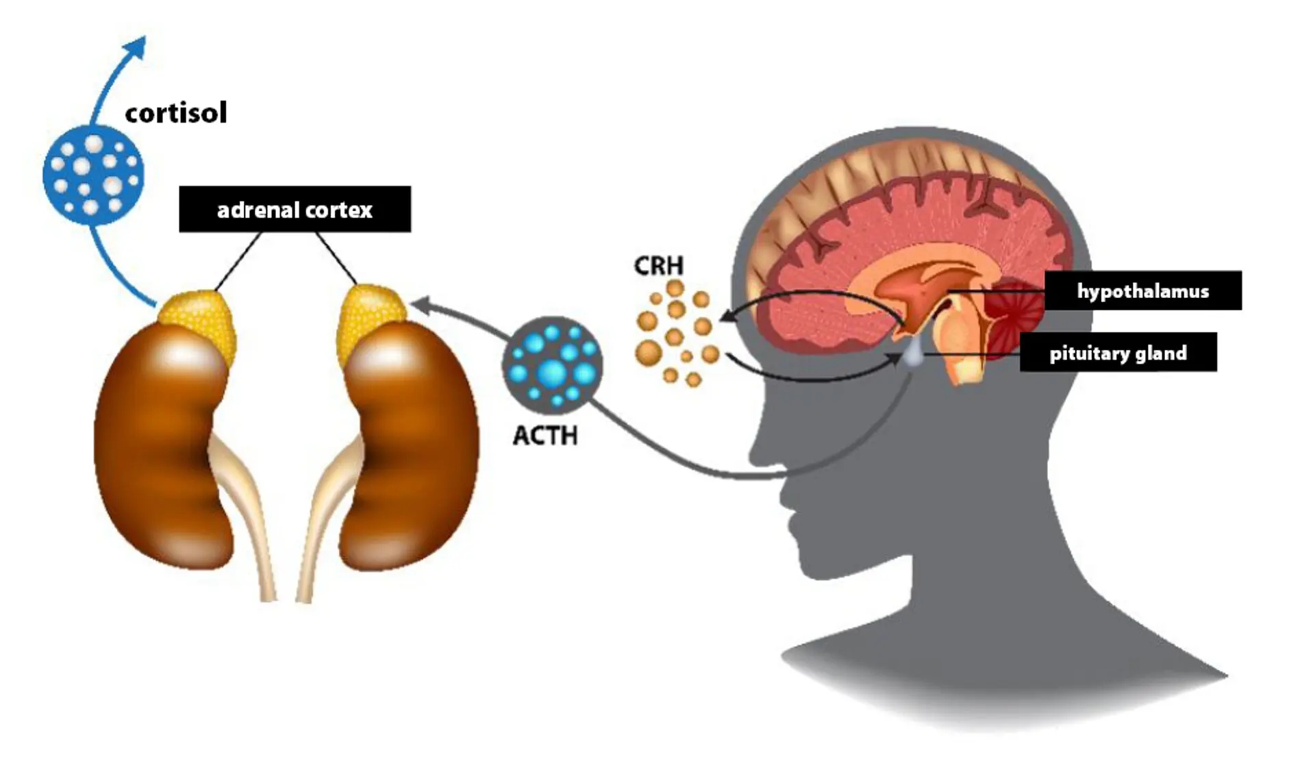 سطح کورتیزول خون
